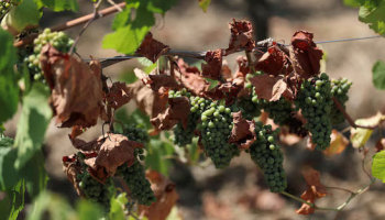 French Wine Output among Lowest in 30 Years after Heatwaves