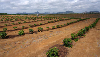 Brazil Coffee Faces El Niño Headwinds, Crops more Resilient