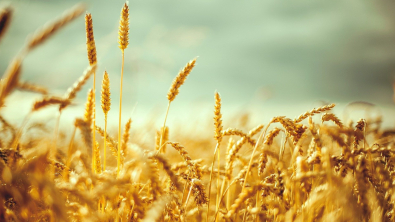 Wheat Wave Analysis – 13 October, 2021