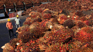 India's Aug Palm Oil Imports Hit 1-yr High on Festive Demand, Price Advantage