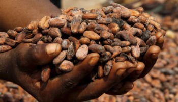 Ivory Coast Cocoa Grind Down 31.2% yoy in July, Exporters Association
