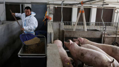 Feed Cost Surge from Iran War Deepens Pain for China's Pig Farmers