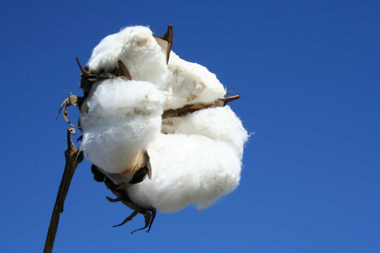 Cotton Wave Analysis – 24 July, 2020