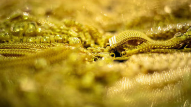 Gold Breaks $4,400 for 1st Time on Fed Rate-Cut Bets, Silver Hits New High