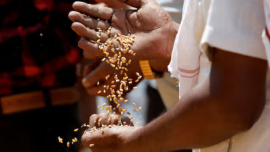 India Resumes Wheat Exports; High Prices to Limit Demand