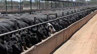 Australia Expands Grain-Fed Beef Exports, US Production Falters