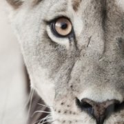 Lioness