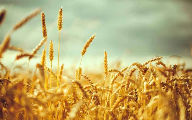 Wheat Wave Analysis – 20 July, 2020