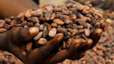 Ivory Coast Cocoa Grind Down 31.2% yoy in July, Exporters Association