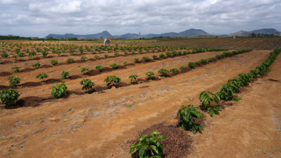 Brazil Coffee Faces El Niño Headwinds, Crops more Resilient