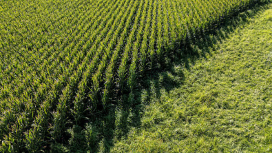 US Farmers Rush to Sell Crops as Iran War Fuels Rally