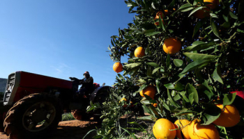 S.Africa's Q2 Farm Exports to US Surge, Tariffs Dampen Prospects